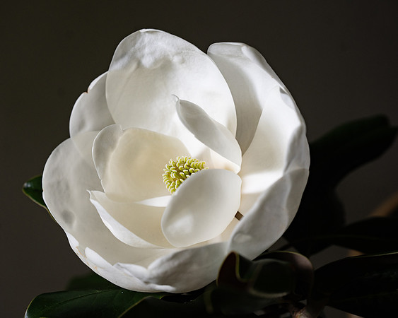 magnolia.resized